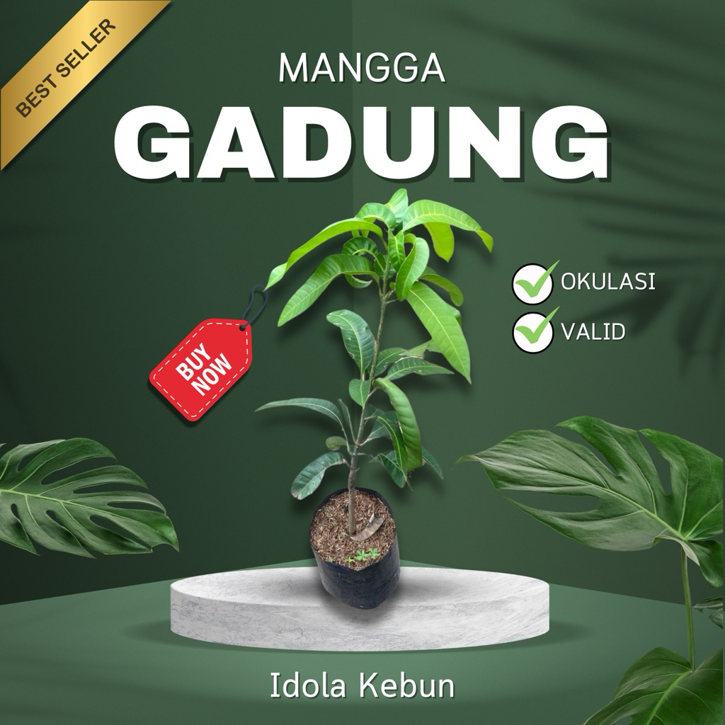BIBIT MANGGA VARIETAS GADUNG HASIL OKULASI-BIBIT MANGGA GADUNG-BIBIT BUAH MANGGA GADUNG-BIBIT MANGGA