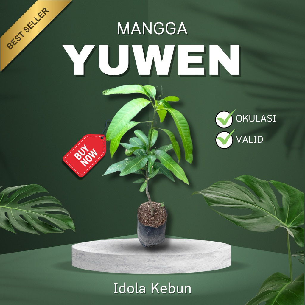 BIBIT MANGGA VARIETAS YUWEN 6 HASIL OKULASI-BIBIT MANGGA YUWEN 6-BIBIT BUAH MANGGA YUWEN 6-MANGGA