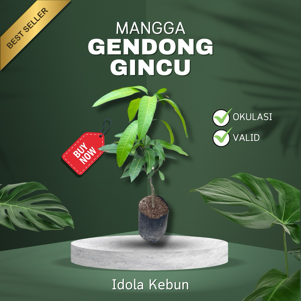 BIBIT MANGGA VARIETAS GEDONG GINCU HASIL OKULASI-BIBIT MANGGA GEDONG GINCU-MANGGA GEDONG GINCU SUPER