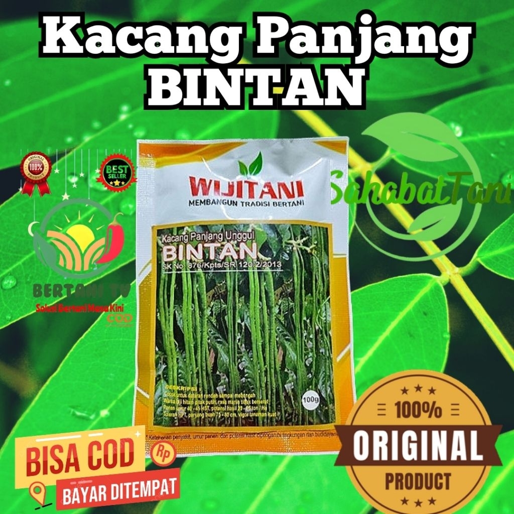 

Kacang panjang Bintan 100 gr, Kacang panjang unggul Bintan 100gr, Kacang Panjang Bintan dengan Pertumbuhan tanaman kuat dan seragam, cocok ditanam di dataran