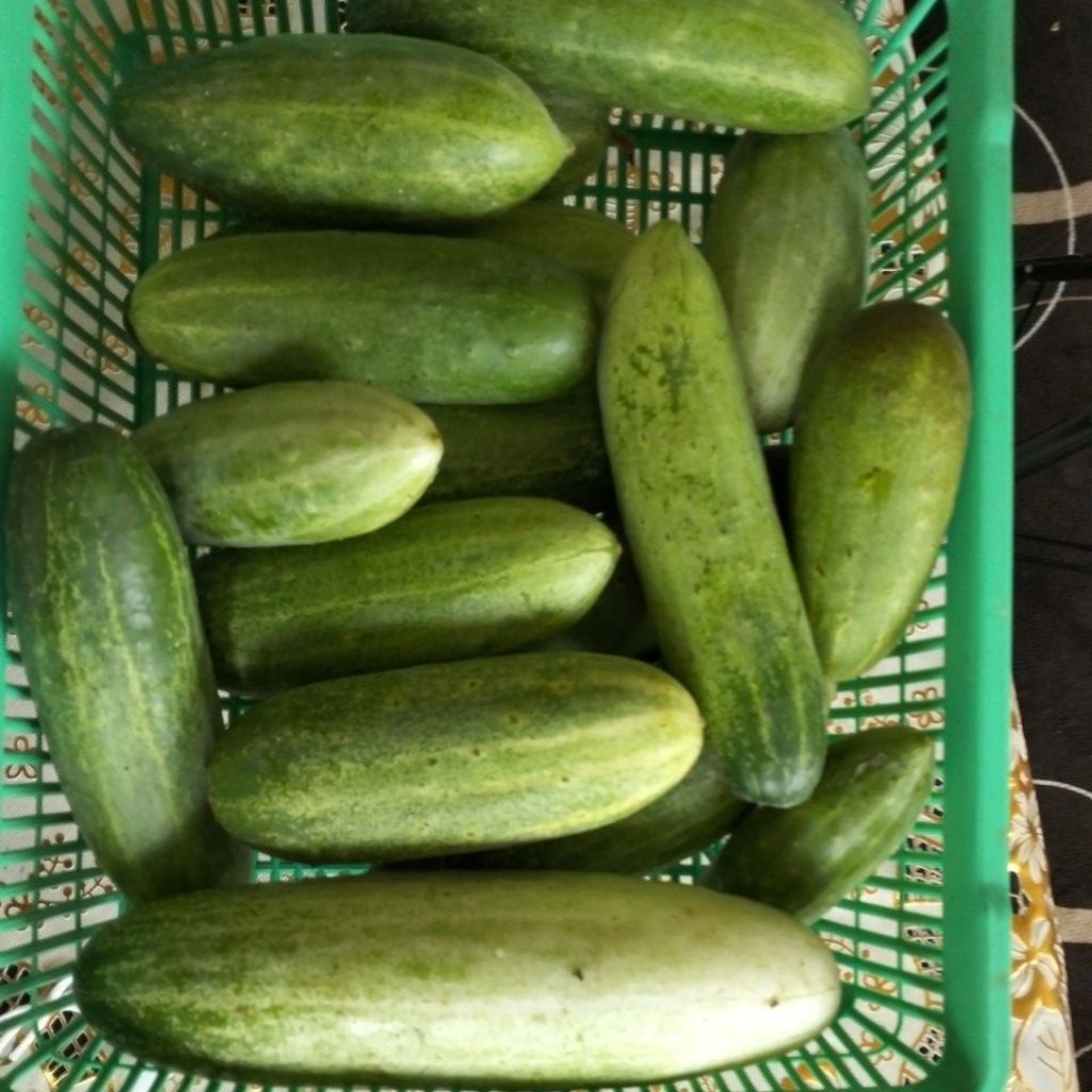 

timun lalap 1 kg
