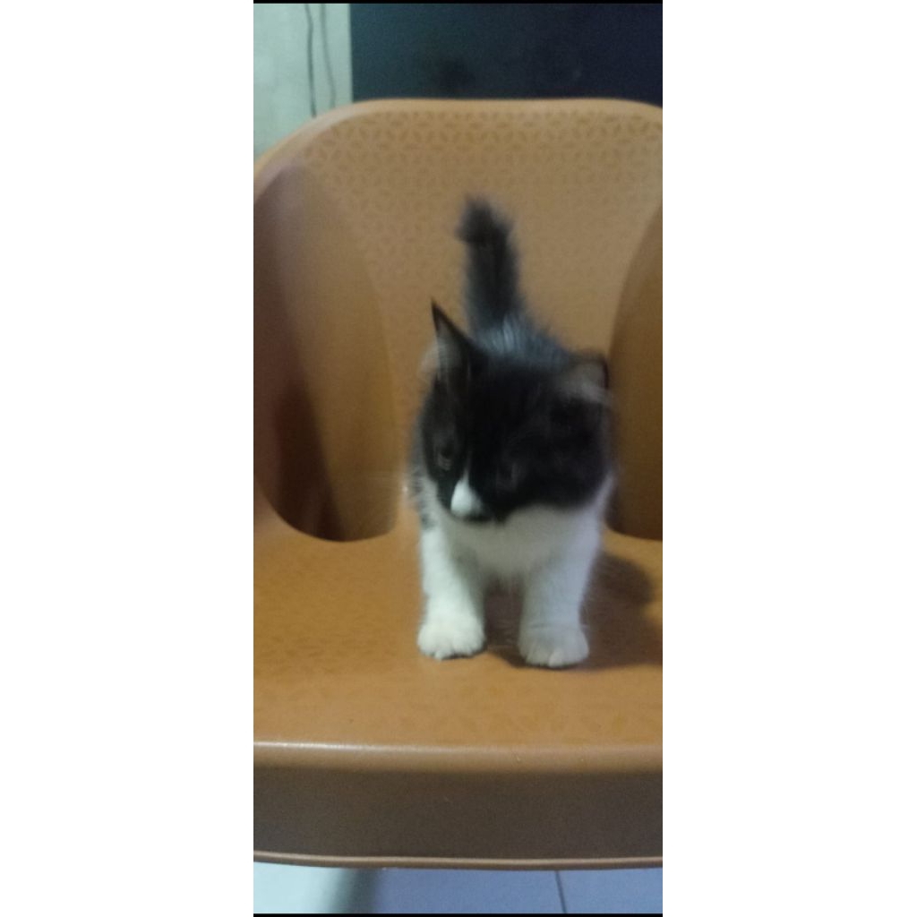 Kitten adopt Persia Tuxedo 2 bulan