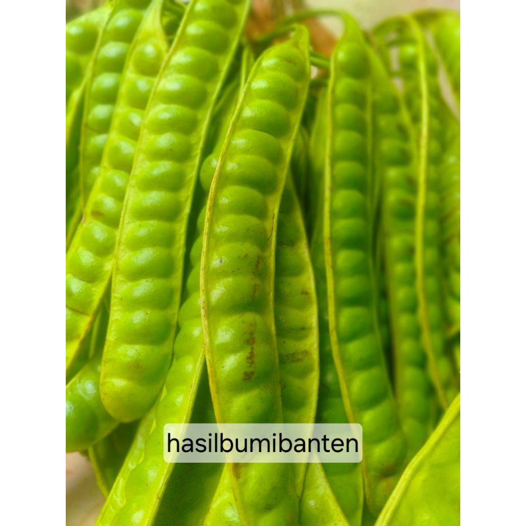 

PETE PETAI TUA FRESH ISI 1 PAPAN LONJOR