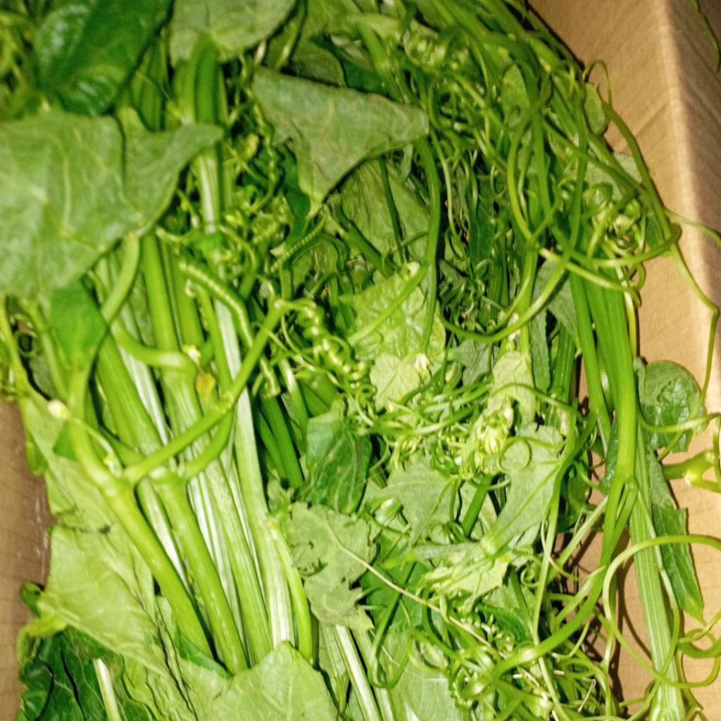 

Sayur Pucuk Labu siam Gondes Jipang perikat