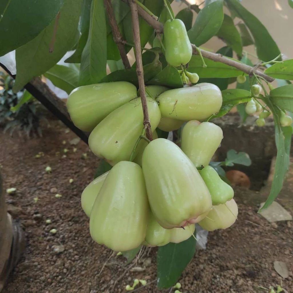 Bibit jambu air kondisi berbunga