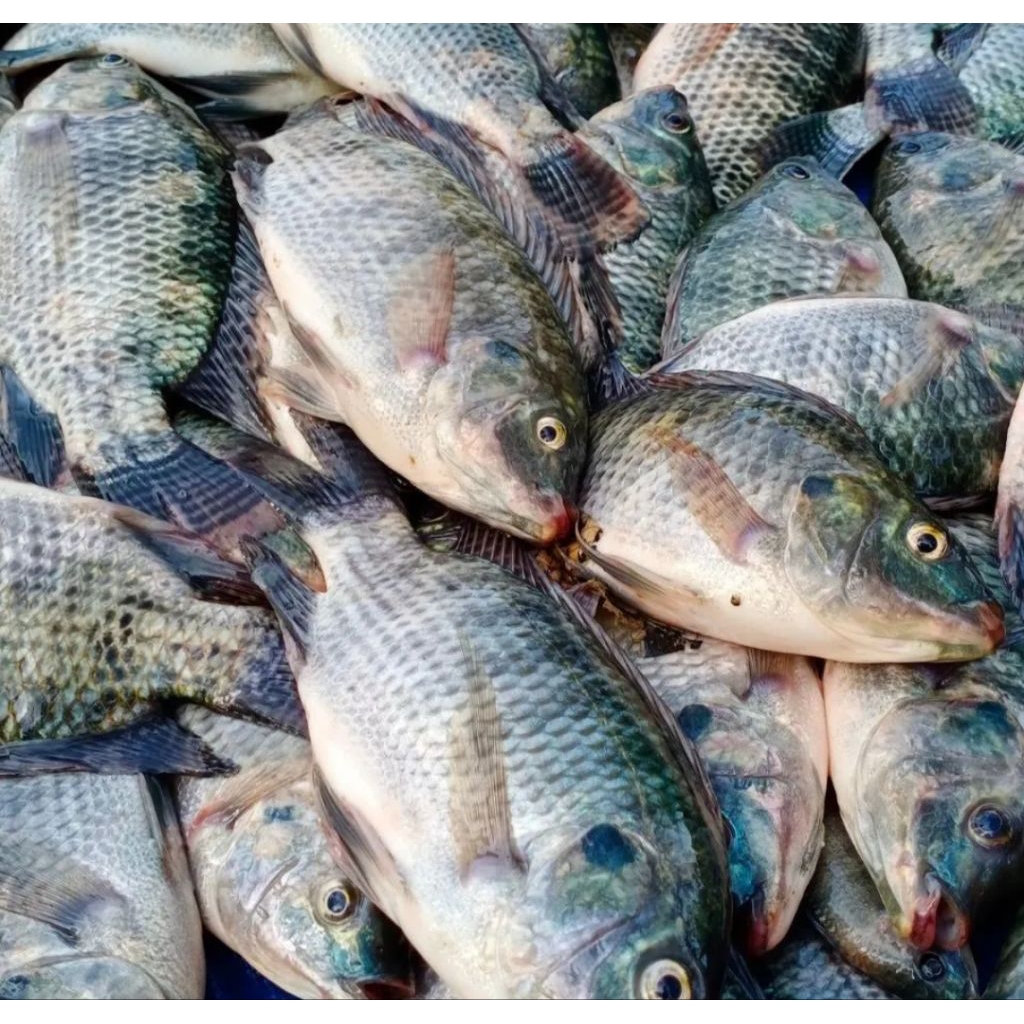 

ikan nila / ikan mujair