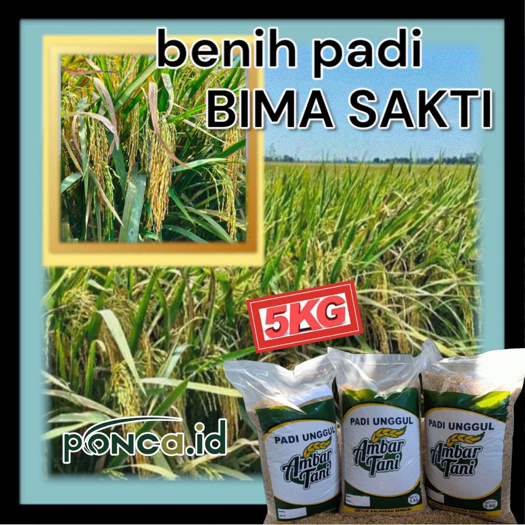 benih padi bima sakti kemasan 5kg