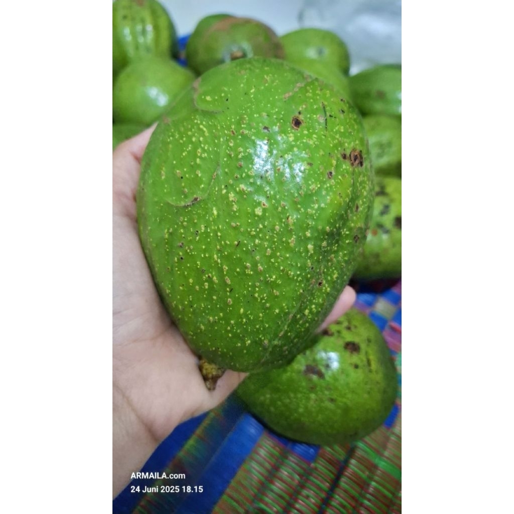 

Buah Alpukat Mentega Pokat Enak Pokat Susu 1 Kg isi 3 Ukuran Jumbo