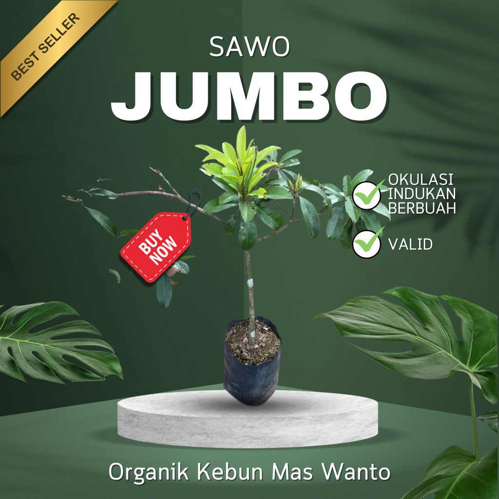 BIBIT BUAH SAWO VARIETAS JUMBO VIETNAM-BIBIT BUAH SAWO-BIBIT SAWO JUMBO-BIBIT SAWO-BUAH SAWO UNGGUL
