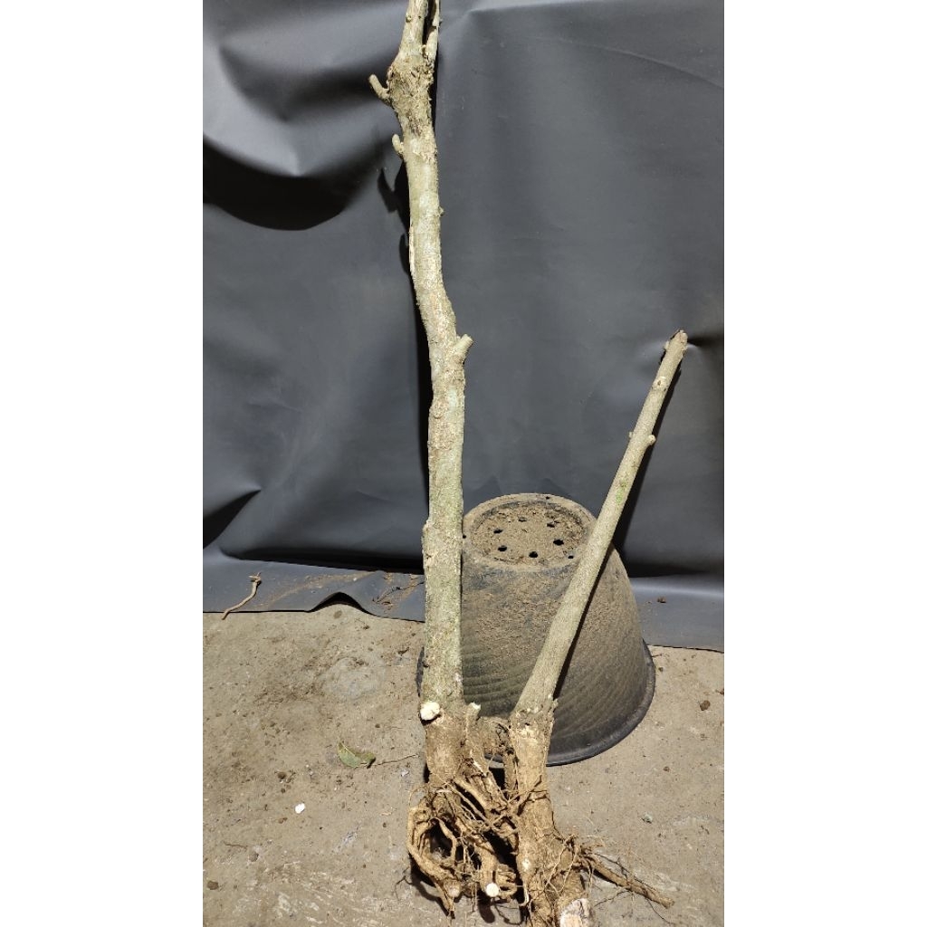 bahan bonsai taman dongkelan mentaos realpic sesuai gambar tinggi 100cm