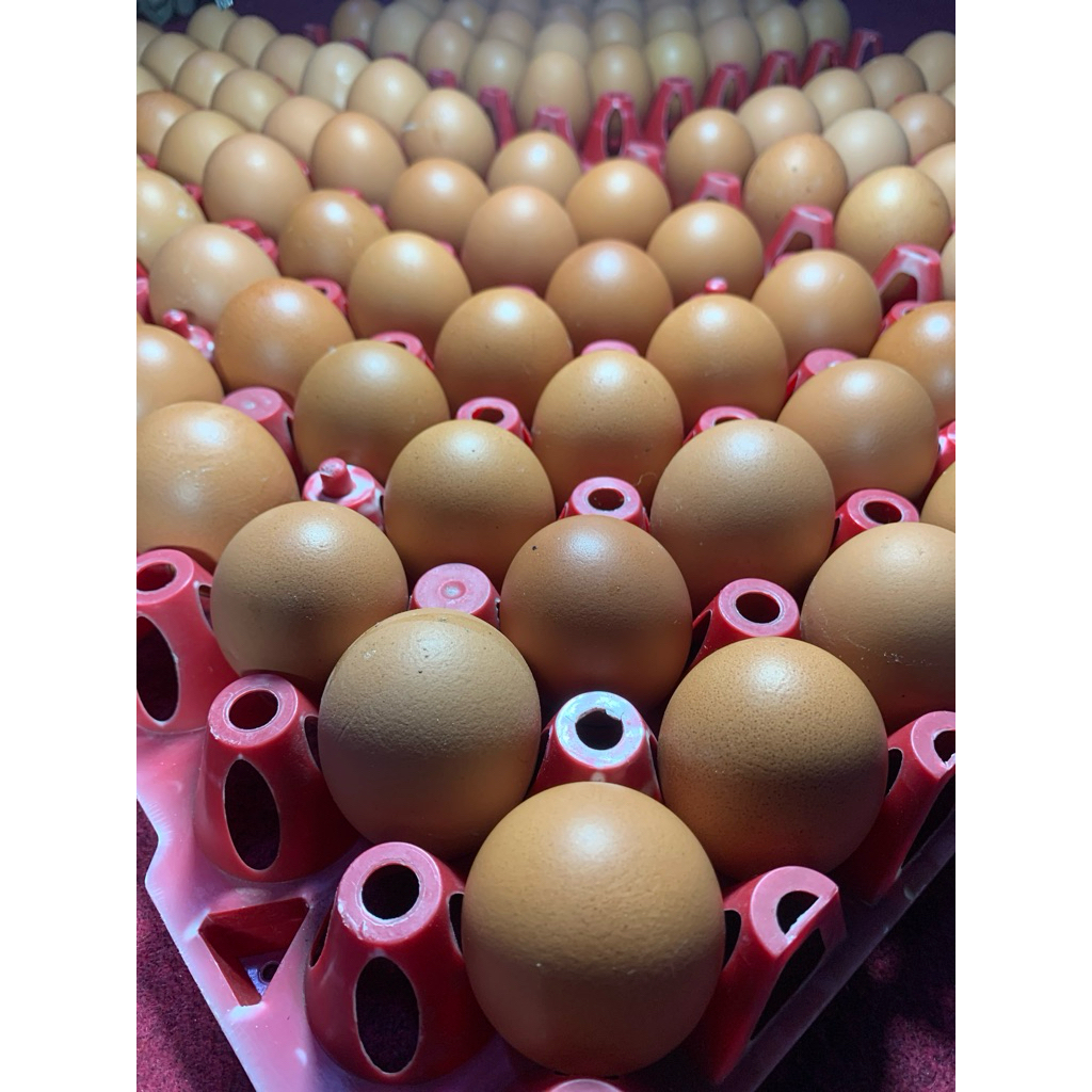 

TELUR AYAM OMEGA LOKAL