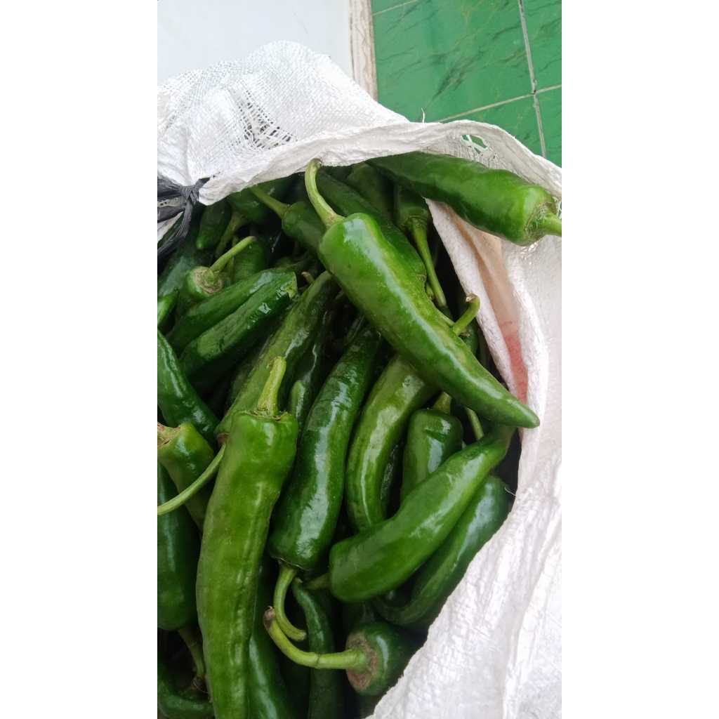 

CABE HIJAU TANJUNG segar\fresh dadakan BESAR\KECIL
