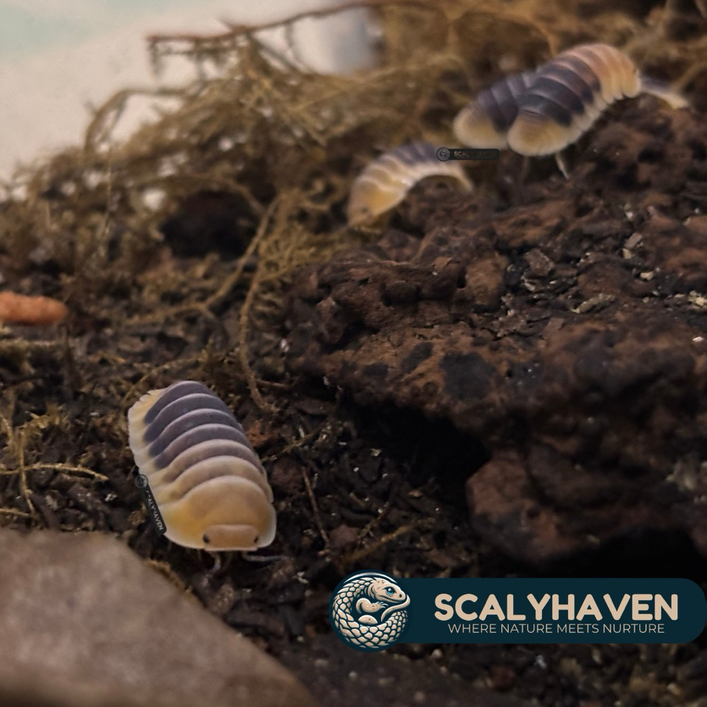 Isopod Cubaris Sp Jupiter