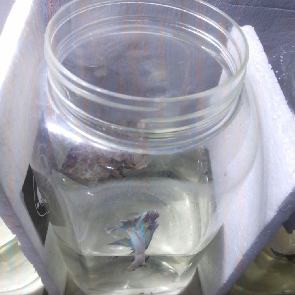 toples 2 liter tanpa tutup