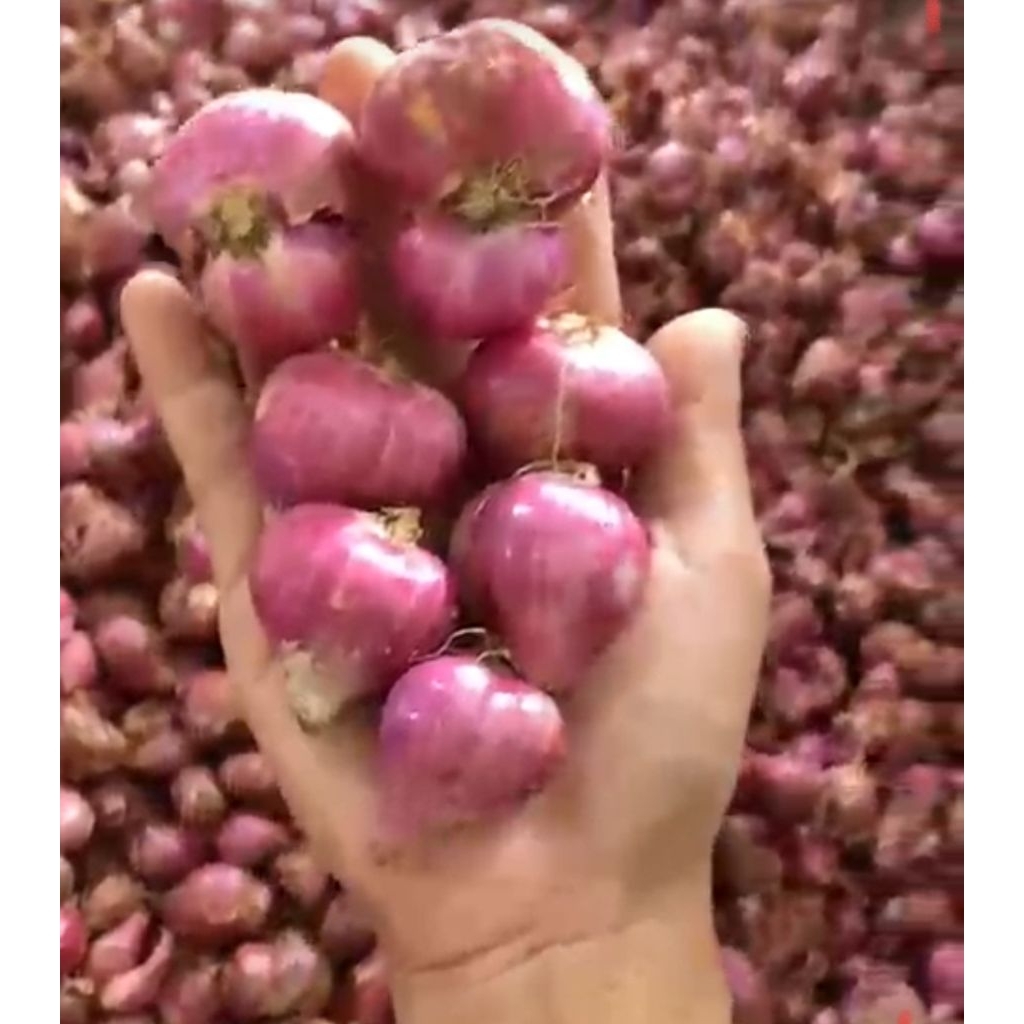 

Bawang Merah 500gr Lokal Super jumbo Campur Tanpa Kecil