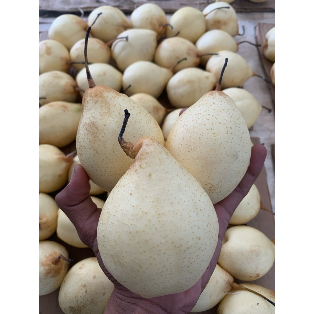 

Buah Pear Yalie