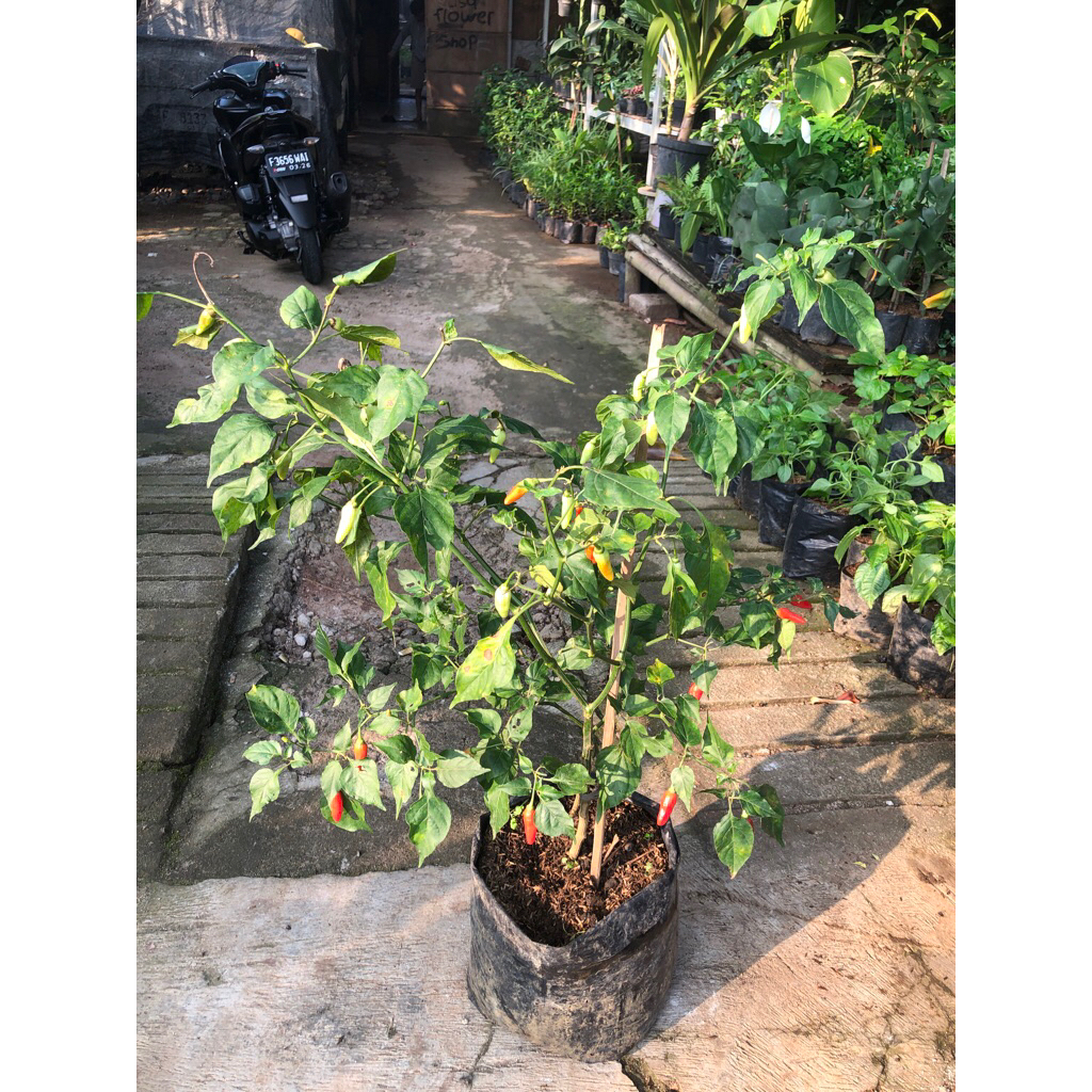 

cabe setan big rimbun sudah berbuah