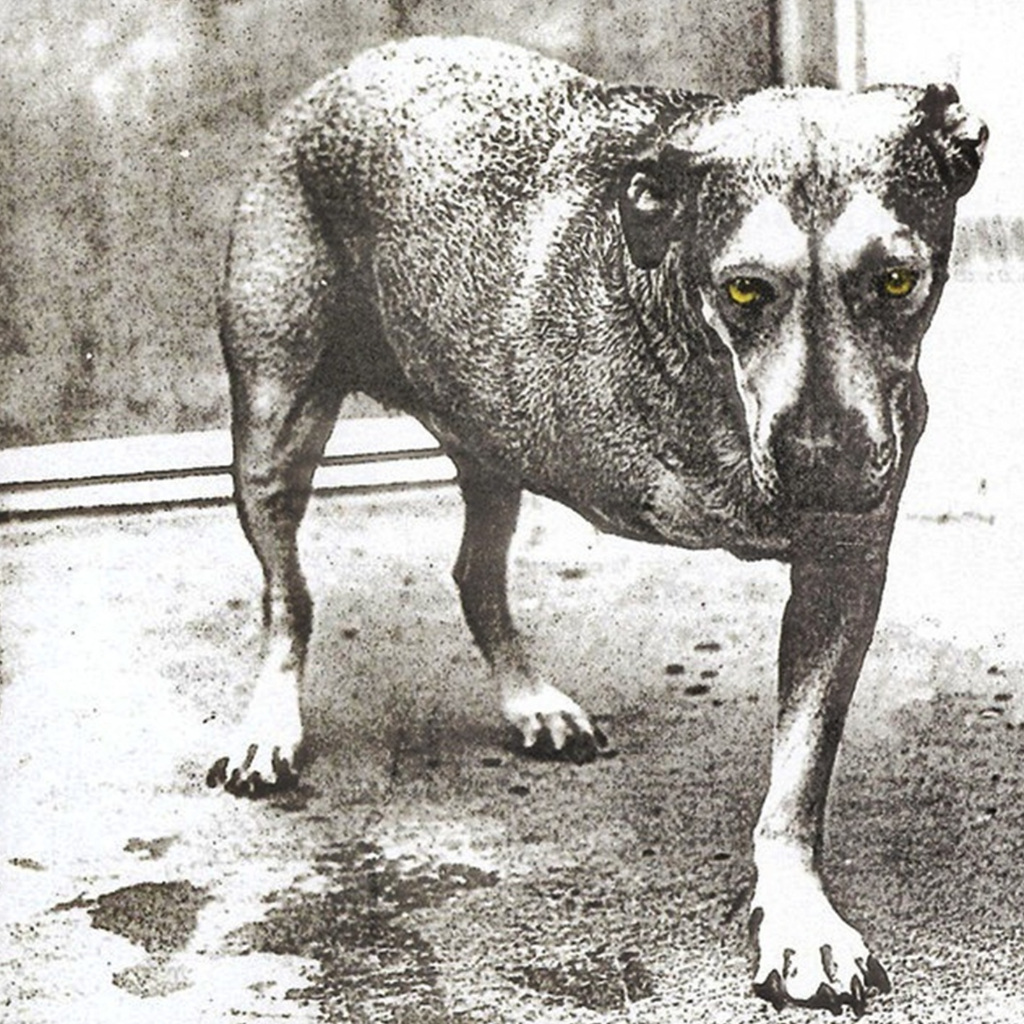 CD Music Alice In Chains - Alice In Chains 1CD 1995