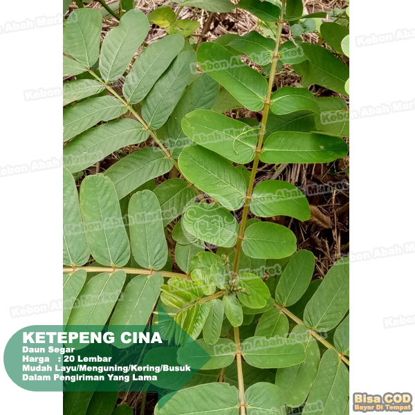 

Daun Ketepeng Cina 20 Lembar Obat Gatal Infeksi Jamur Ruam