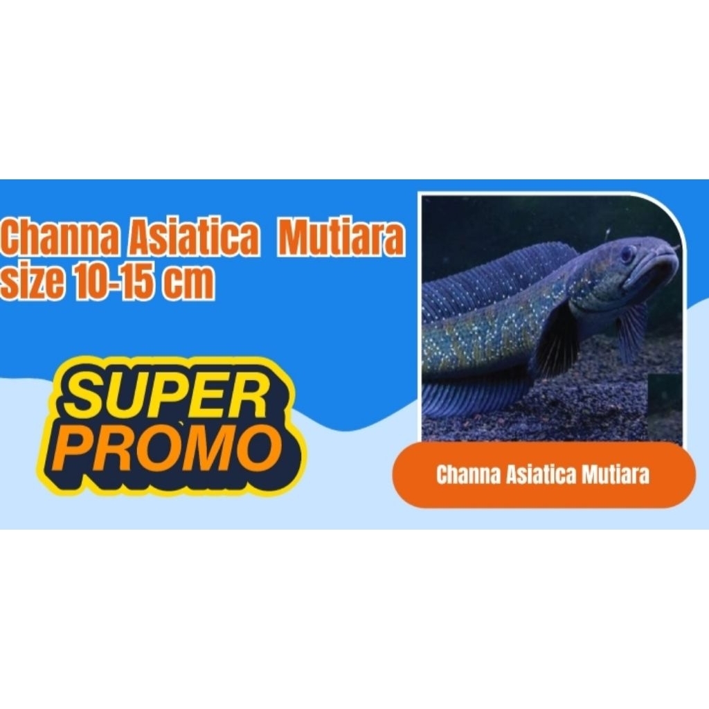 chana asiatica. sudah banyak mutiaranya size 10-15cm