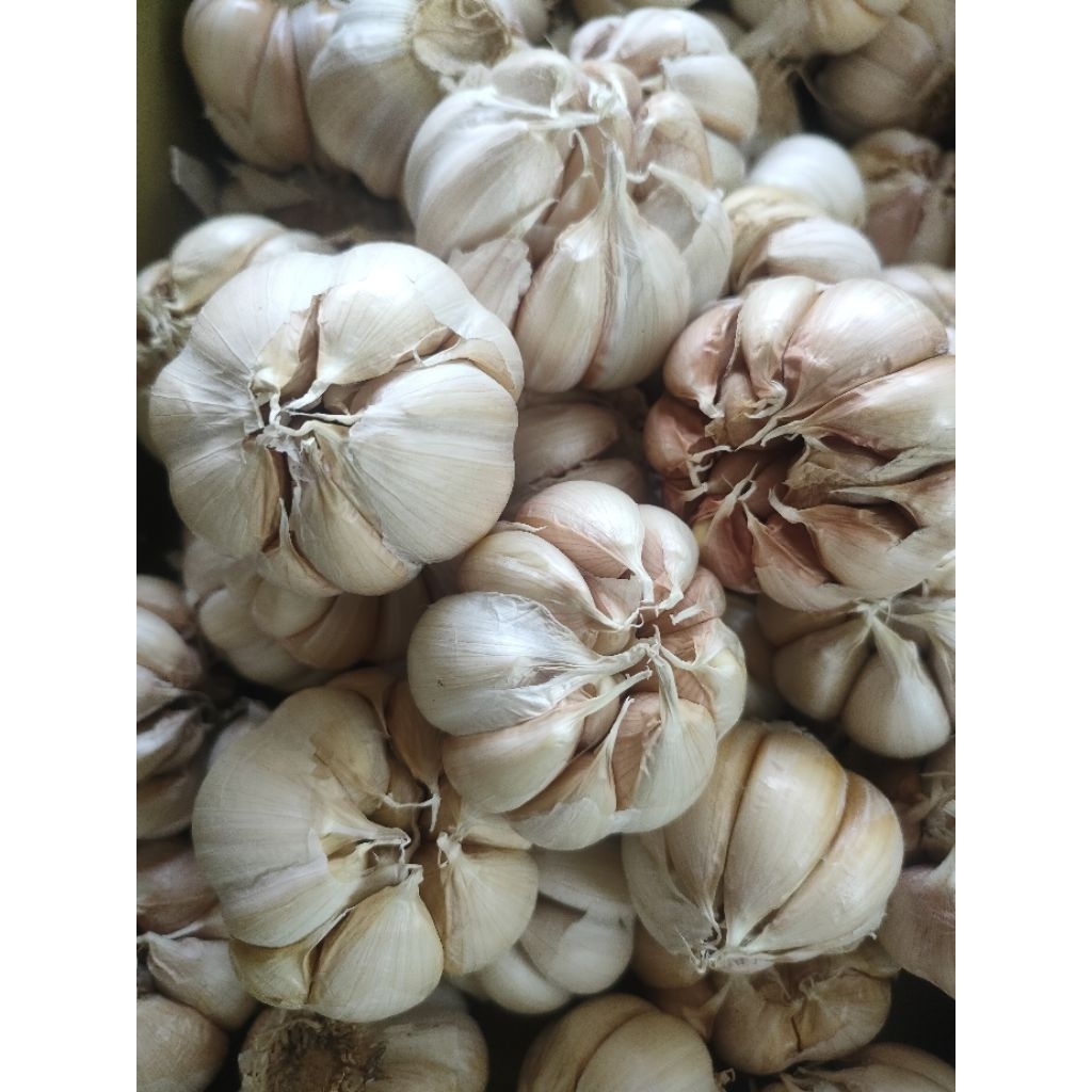 

BAWANG PUTIH SINCO 500GR