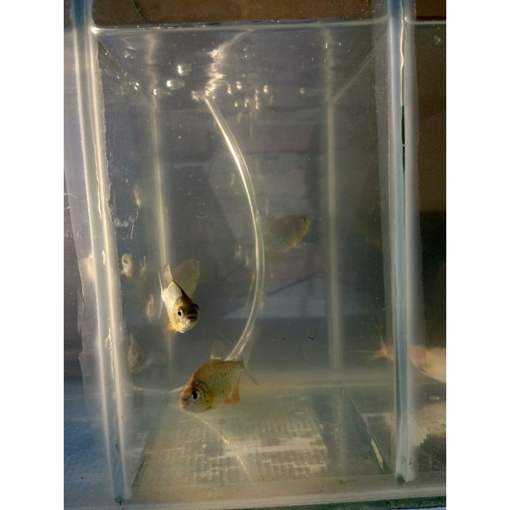 

Ikan Bawal Kecil (khusus pengiriman instan)