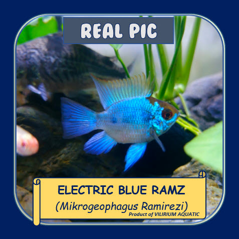 IKAN HIAS AIR TAWAR - BLUE ELEKTRIK BALON / BALLOON BLUE ELECTRIC RAMIREZI (IKAN AQUASCAPE)