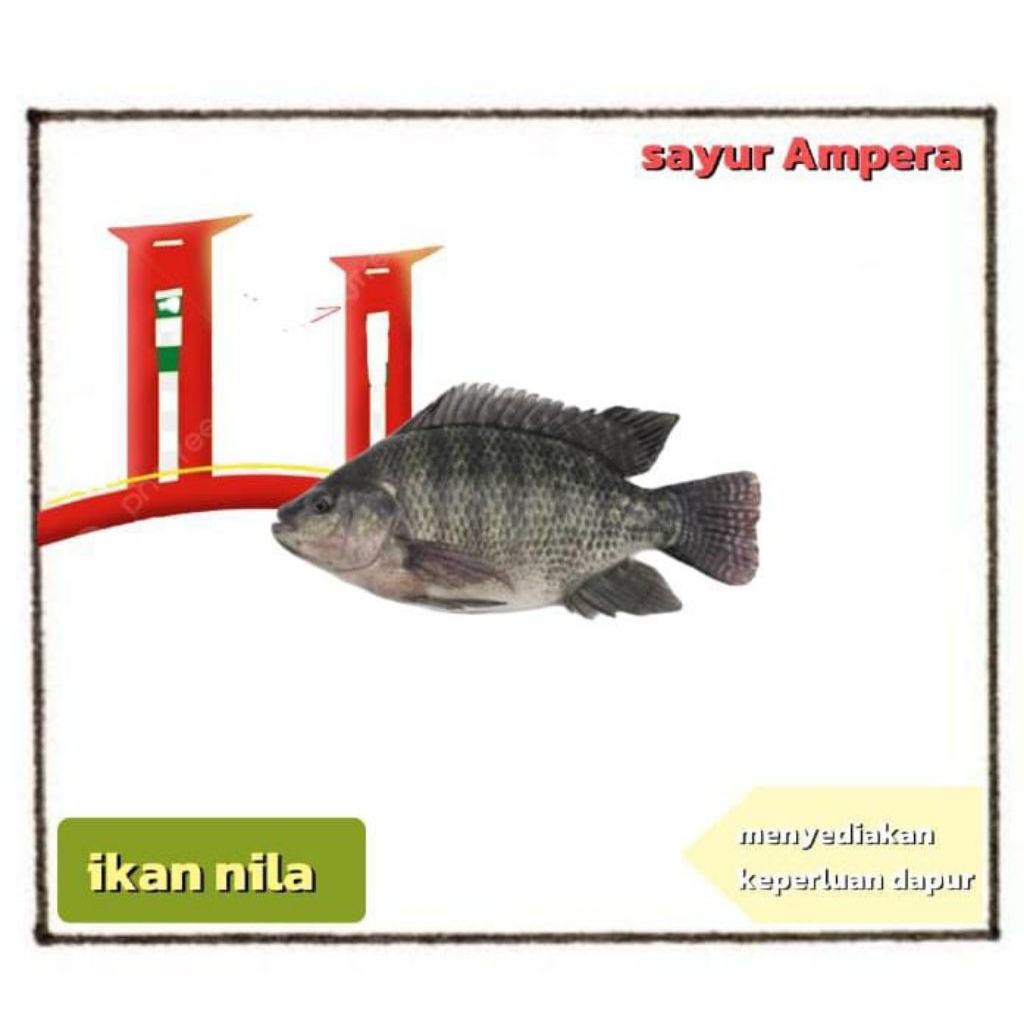 

ikan nila