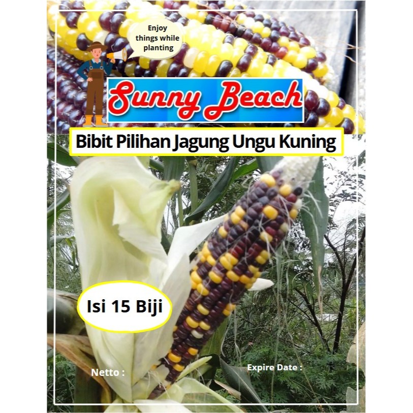 Bibit Pilihan Jagung Ungu Kuning | Biji Benih Jagung Ungu Kuning | Jagung