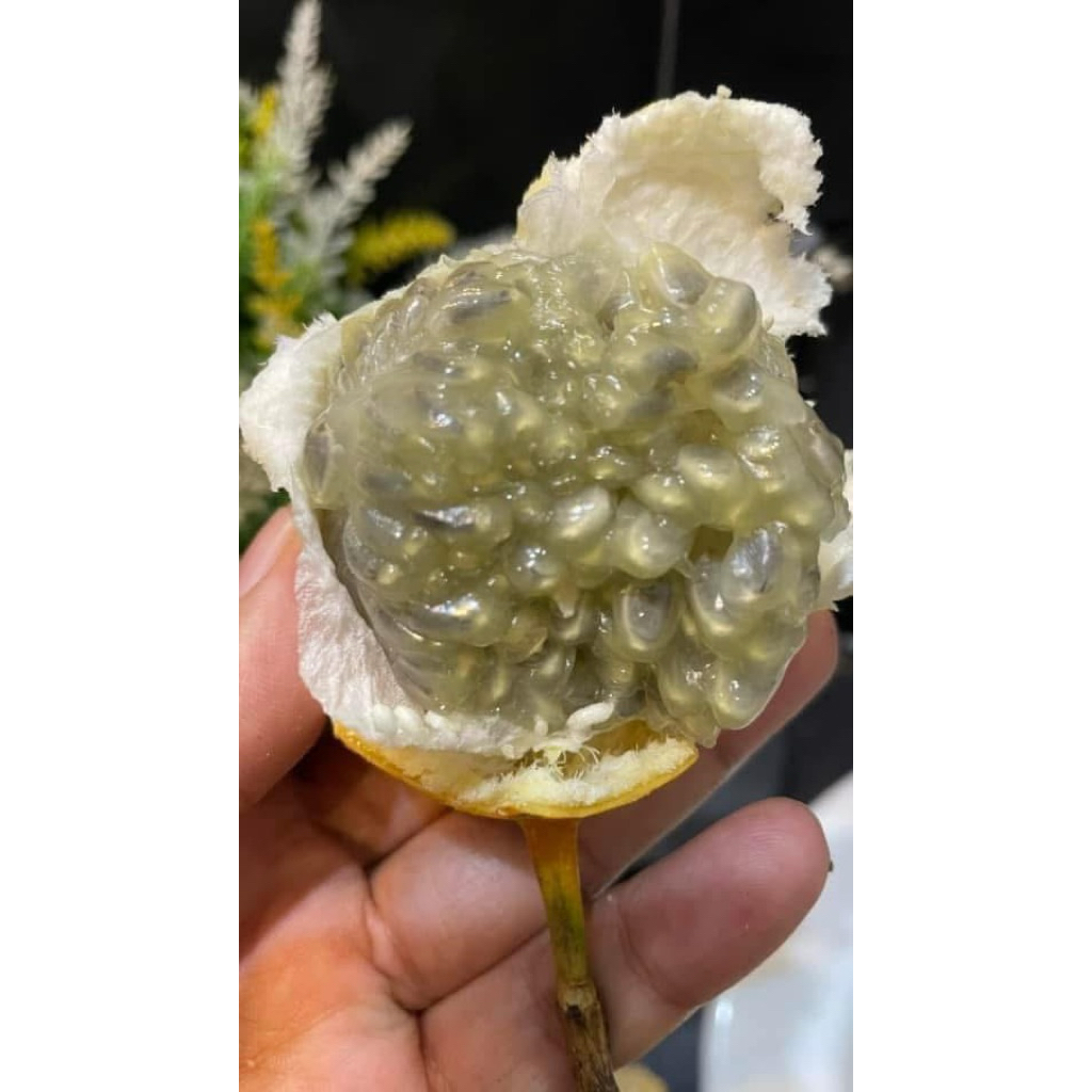 

markisa madu/konyal madu 1 kg