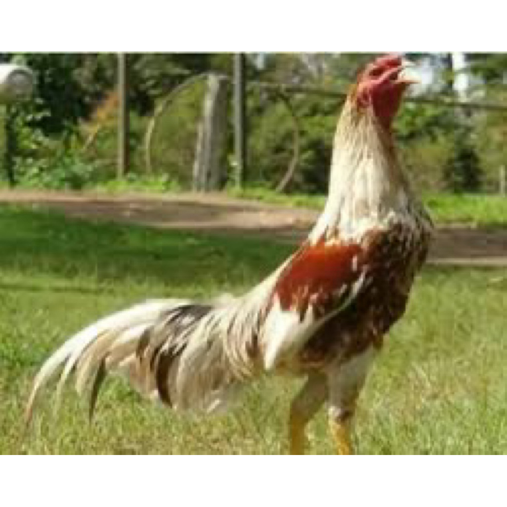 

TELUR FERTIL AYAM PLUCKER USA UNTUK DITETASKAN