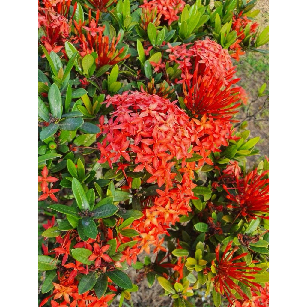 tanaman hias asoka jepang merah - bunga asoka jepang merah - soka jepang