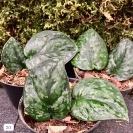 tanaman hias Scindapsus Victus Tricolor