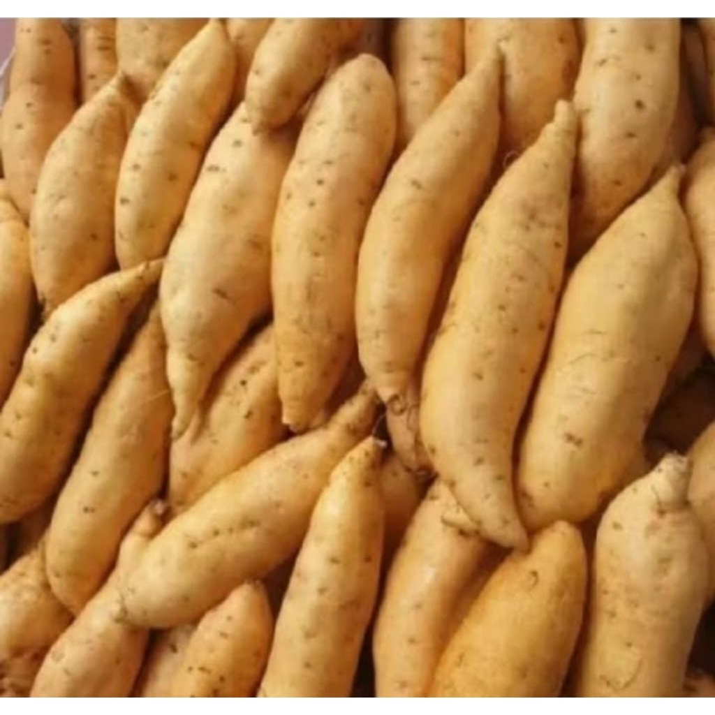 

ubi Cilembu super fresh