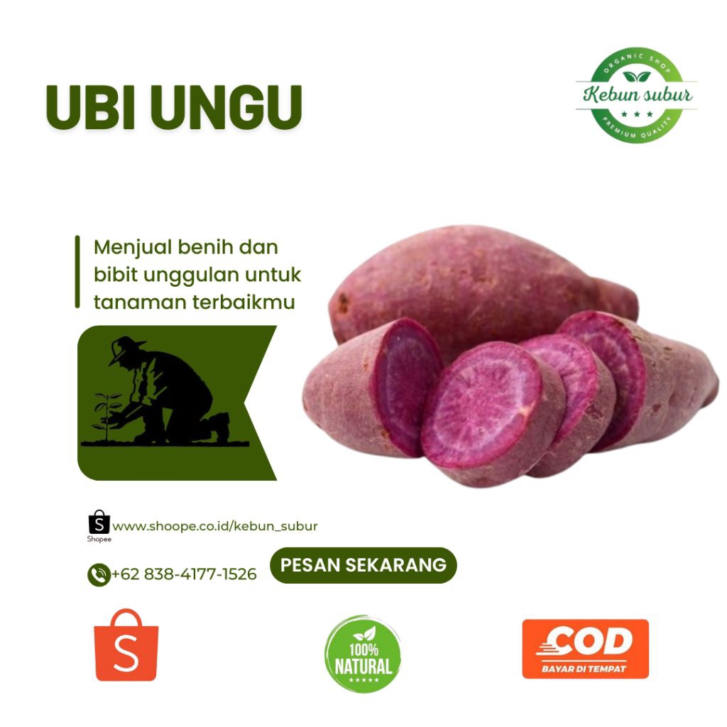 

KEBUN_SUBUR - Ubi Ungu Fres Gunung Lawu Kemasan 1 Kg
