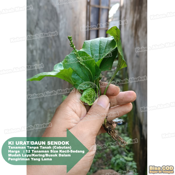 

Daun Sendok Batang Akar Kiurat Ki Urat (Tanpa Media Tanah)
