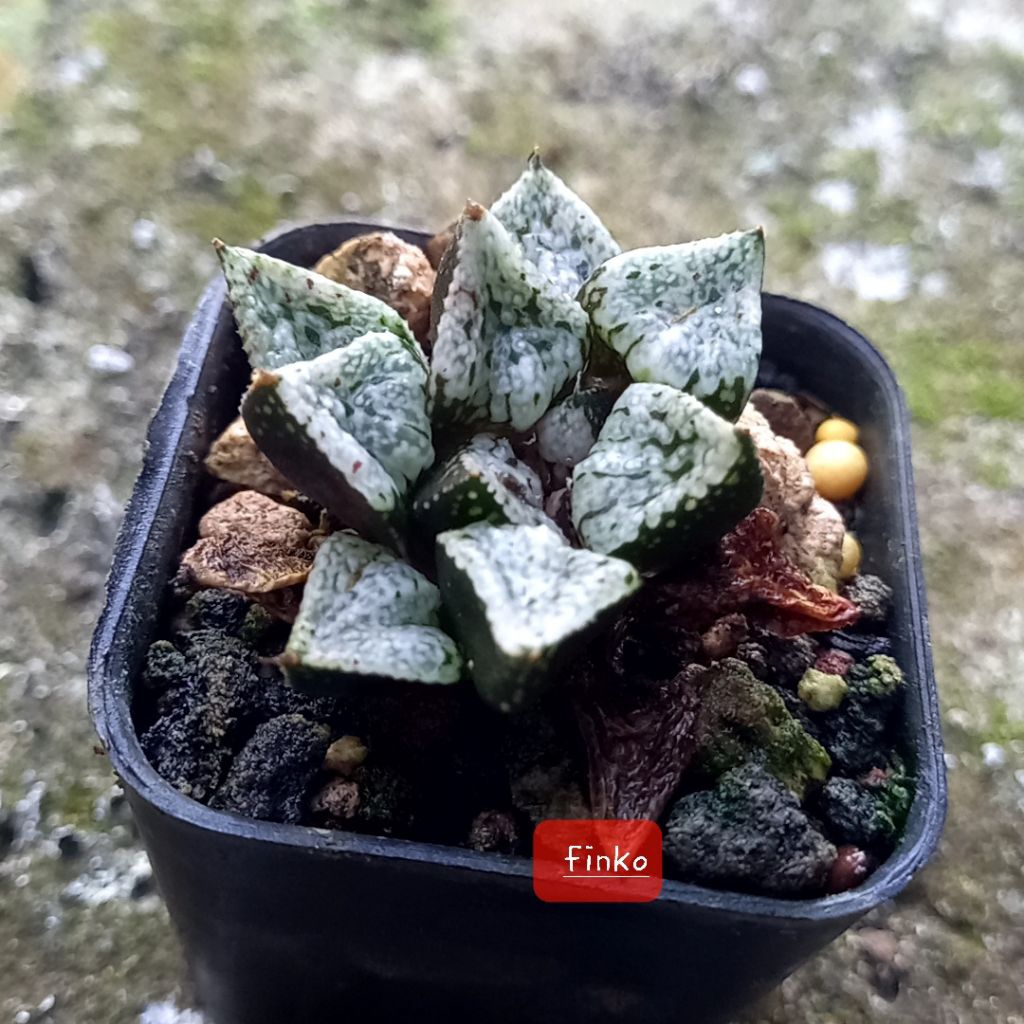 haworthia picta pandora