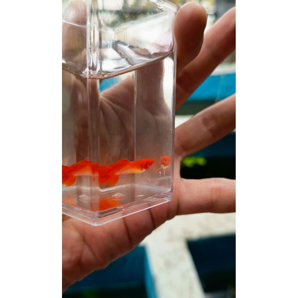 Albino King Koi Guppy albino king koi hiasan akuarium king koi guppy sepasang