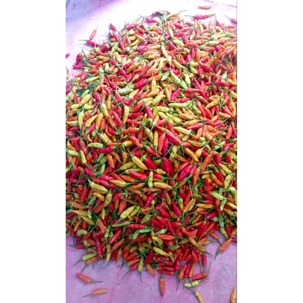 

1 Kg Cabai Rawit Ori 212 Fresh Dari Petani