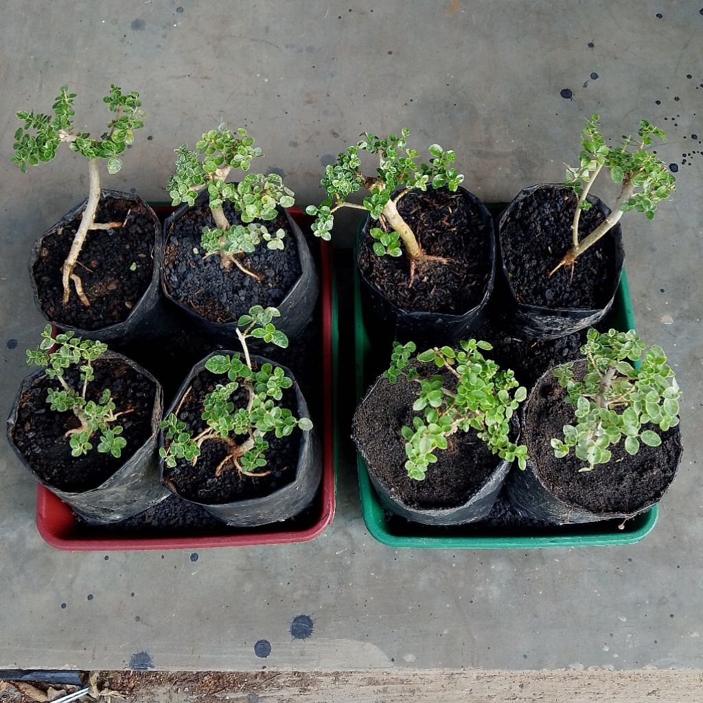 Bahan bonsai sancang variegata