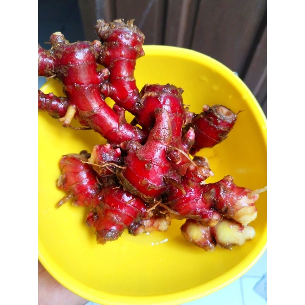

Jahe Merah Super Segar Alami Bersih dan Fresh 1 KG