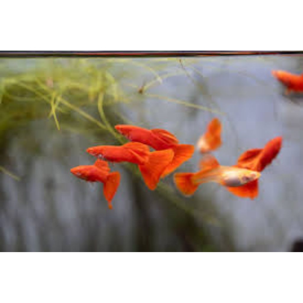 guppy albino koi full red