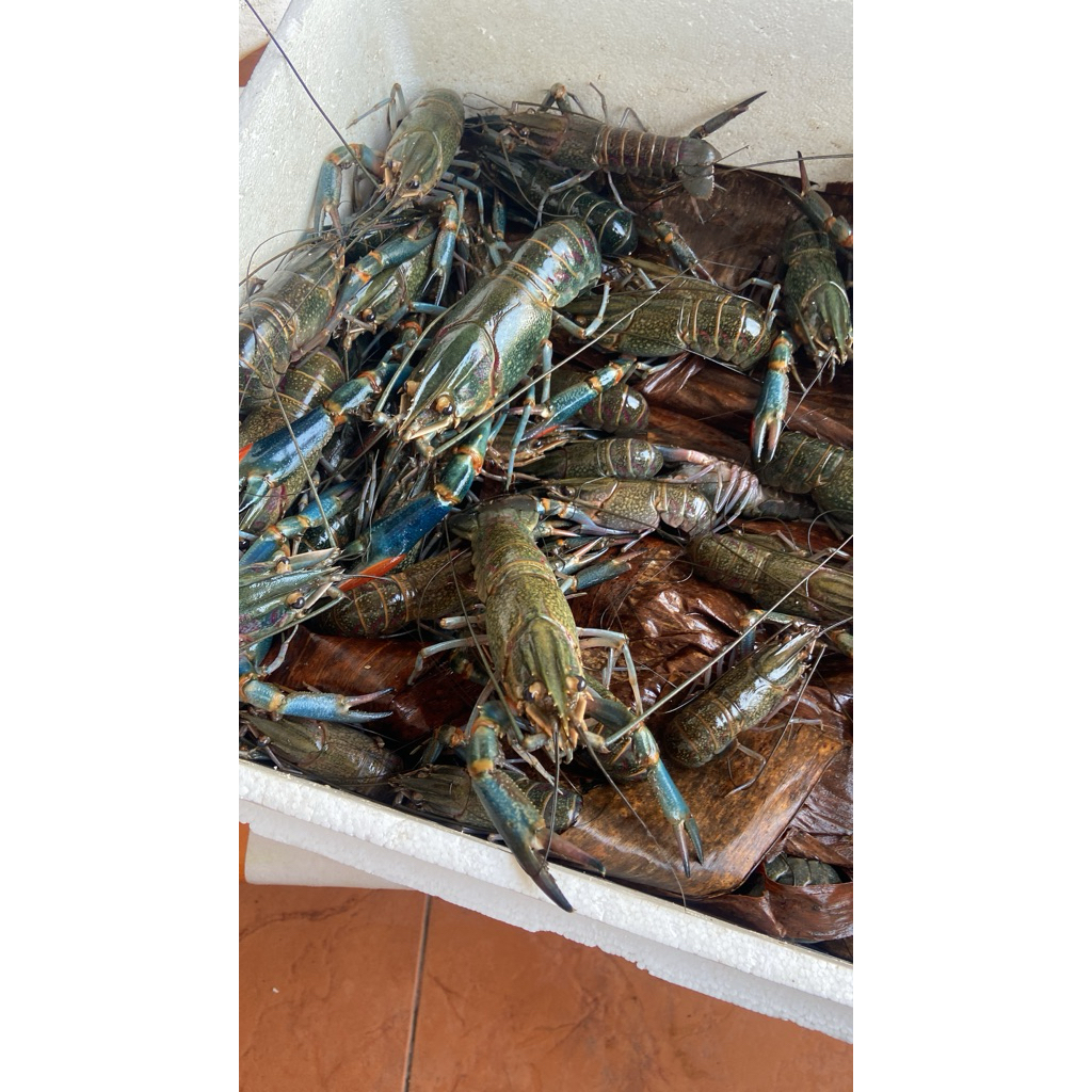 

Jual LOBSTER AIR TAWAR KONSUMSI