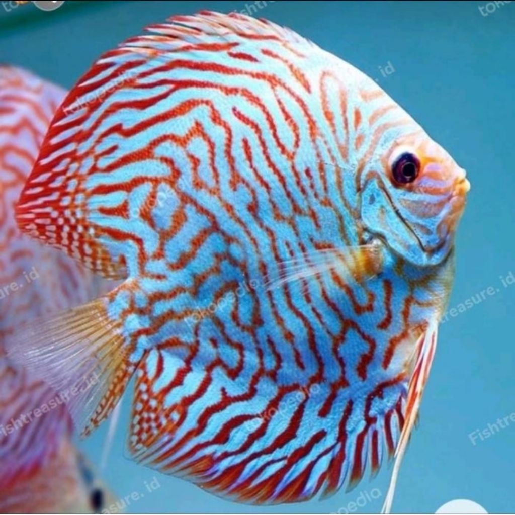 Aquascape Discus Tiger