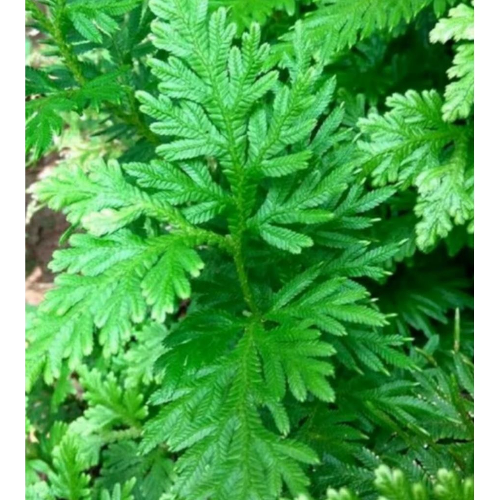 

DAUN CEKER AYAM 250 gr,. BARU PETIK daun kipas gunung, paku rane, rumput solo, dan cemara kipas gunung.