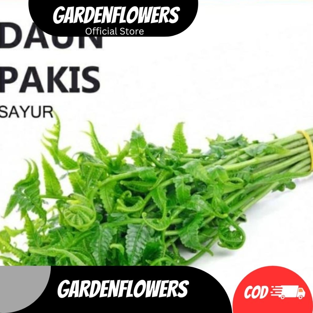 

PAKIS SAYUR SEHAT ORGANIK PER IKAT FRESH BARU PETIK KHUSUS UNTUK JABODETABEK