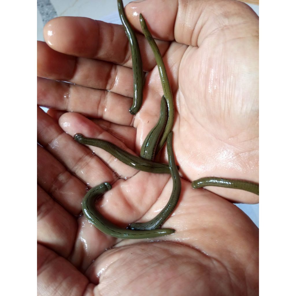 LINTAH TERAPI SIZE TANGGUNG SEDANG