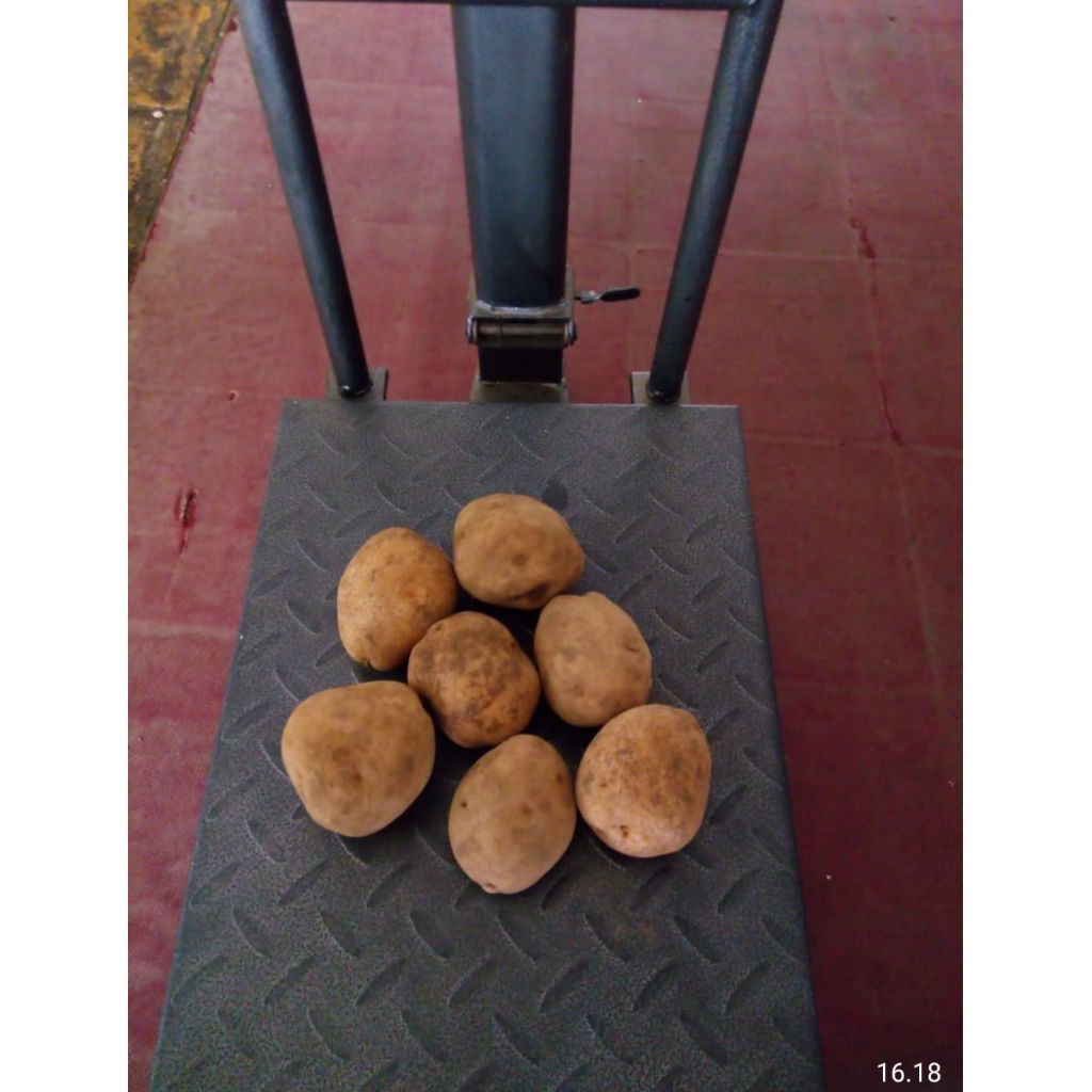 

kentang dieng type B