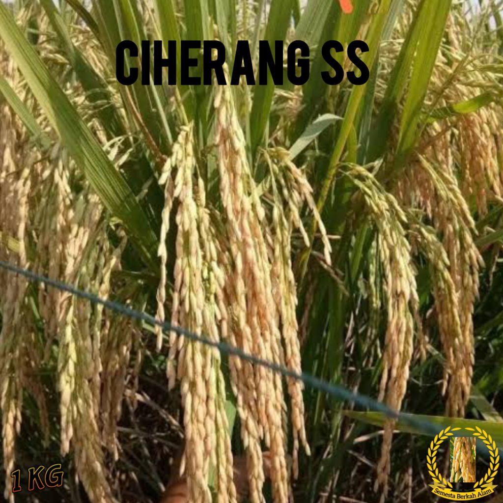 Bibit Padi Ciherang Ss Super Unggul Kemasan 1Kg