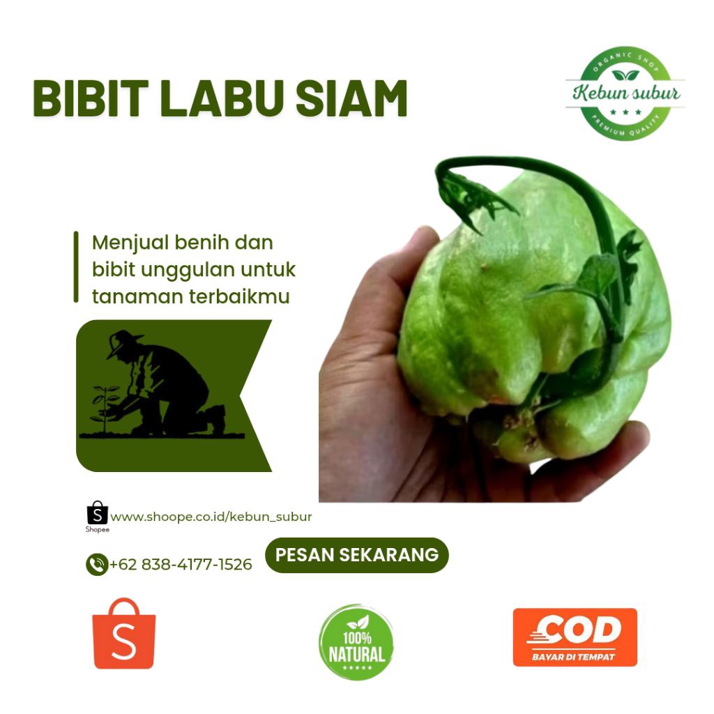 KEBUN_SUBUR - Bibit Labu Siam / Benih Labu Siam